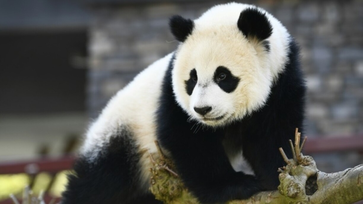 Le panda géant Fan Xing dans son enclos du zoo de Ouwehands, le 1er mai 2021 à Rhenen, aux Pays-Bas