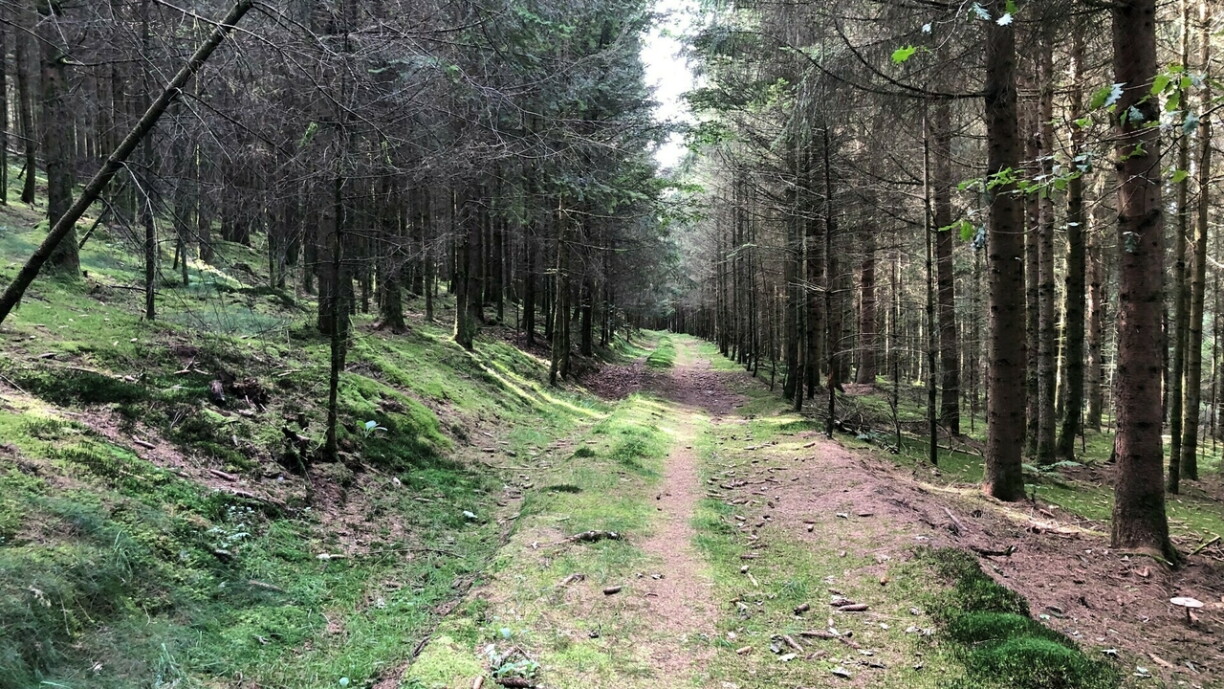 An engem Bësch bei Wolwen goufe mënschlech Iwwerreschter fonnt.