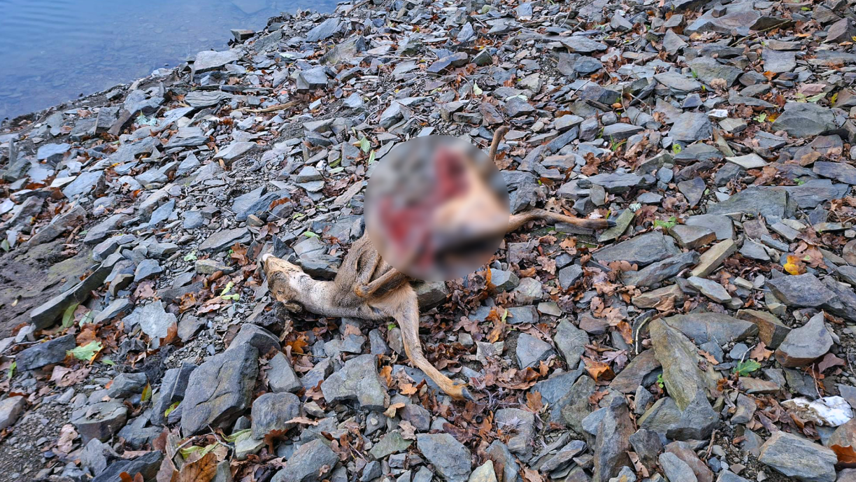 Et kann net mat Sécherheet gesot ginn, dass e Wollef d'Réi gerass huet.