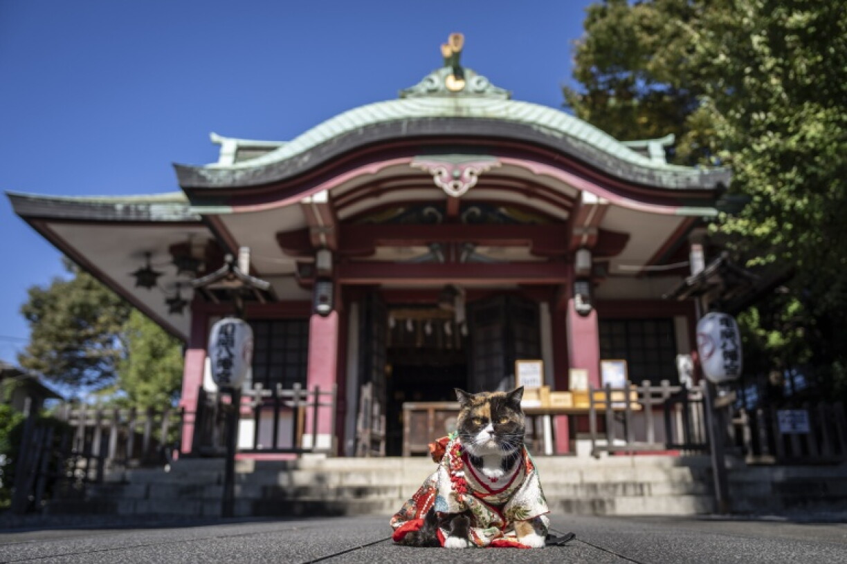 Un chat vêtu d’un kimono est assis au sanctuaire Ichigaya Kamegaoka Hachimangu à Tokyo, le 31 octobre 2026