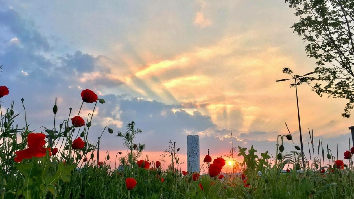 A lovely early summer morning snap taken by RTL Today reader Guy Berchem.