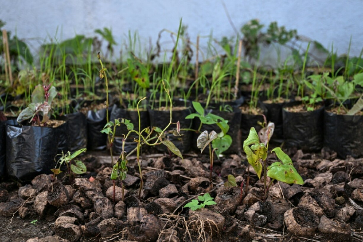 Purple yam sprout at a farm in Padre Garcia, Batangas province