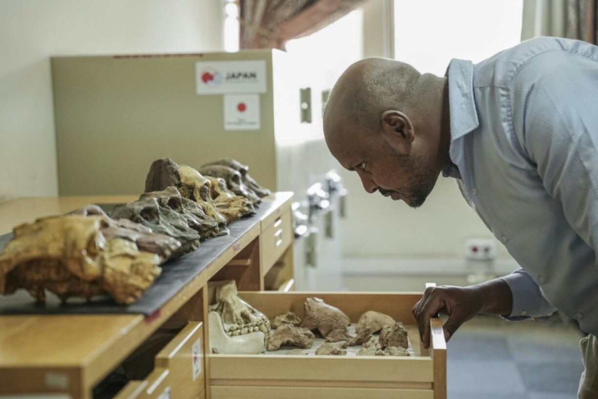 Sahleselasie Melaku, head of paleontology at Ethiopia’s National Museum, examines fossil remains in Addis Ababa, November 2024. ahleselasie Melaku, head of paleontology at Ethiopia’s National Museum, examines fossil remains in Addis Ababa, November 19, 2024. Long-forgotten fossils stored in museum drawers -- like those that led to the discovery of a new tyrannosaur species in Mongolia -- can still reshape scientific understanding decades after they are unearthed.