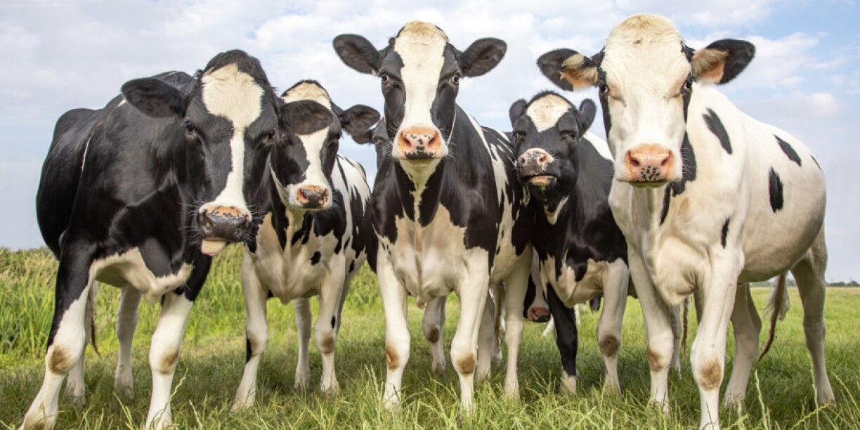 Réduire les GES en agriculture est un impératif dans la lutte pour la préservation du climat.