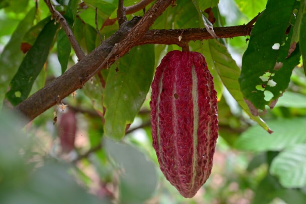 Ecuador, which is considered the home of cocoa, is the world's biggest exporter of the fine falvor variety prized by chocolate makers worldwide