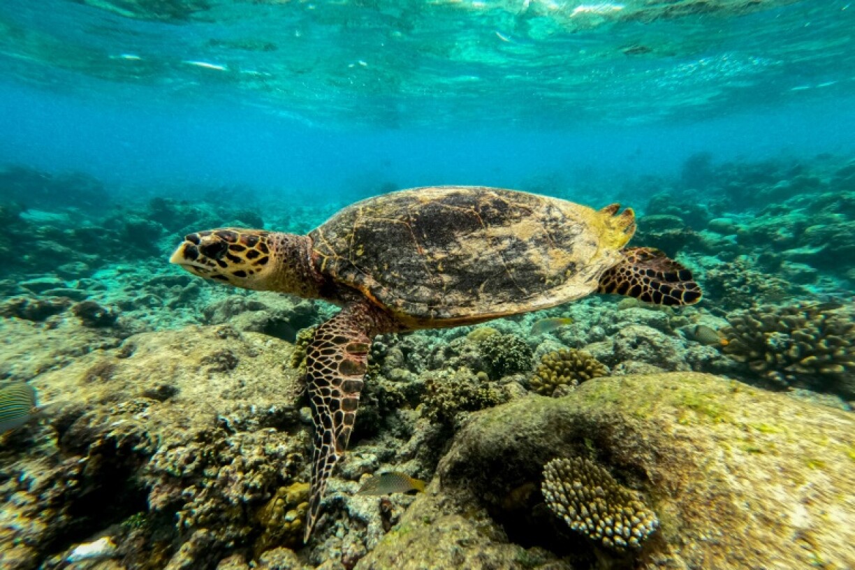 A sea turtle swims over dead coral on a reef in Baa Atoll in Maldives