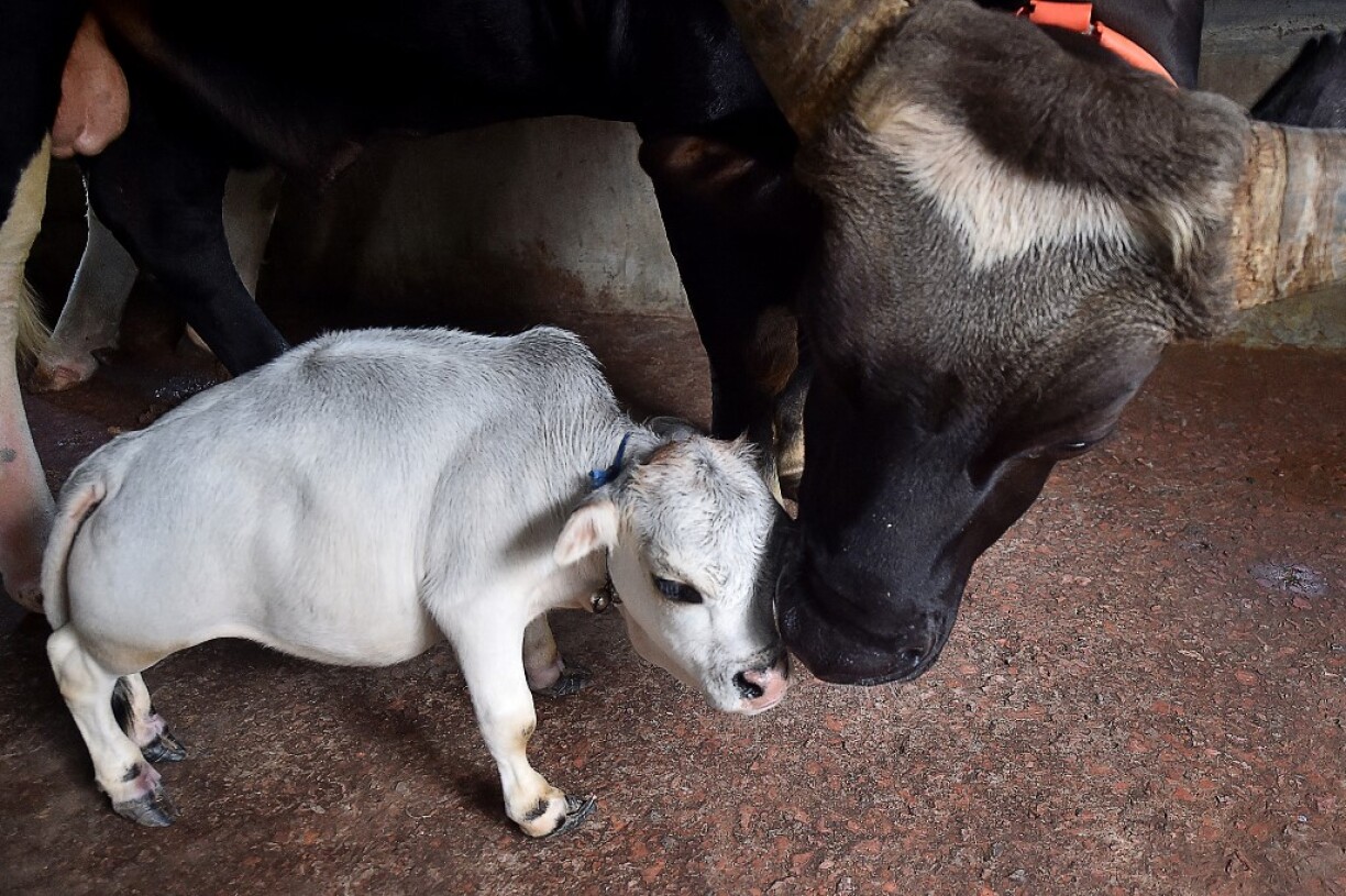 Rani à côté d'une autre vache de la ferme.