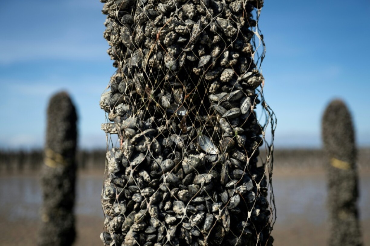 Un pieu à moules dont une partie des moules a disparu, au sein de l'exploitation Maine père & fils, au large de Bricqueville-sur-Mer, dans la Manche, le 13 septembre 2026