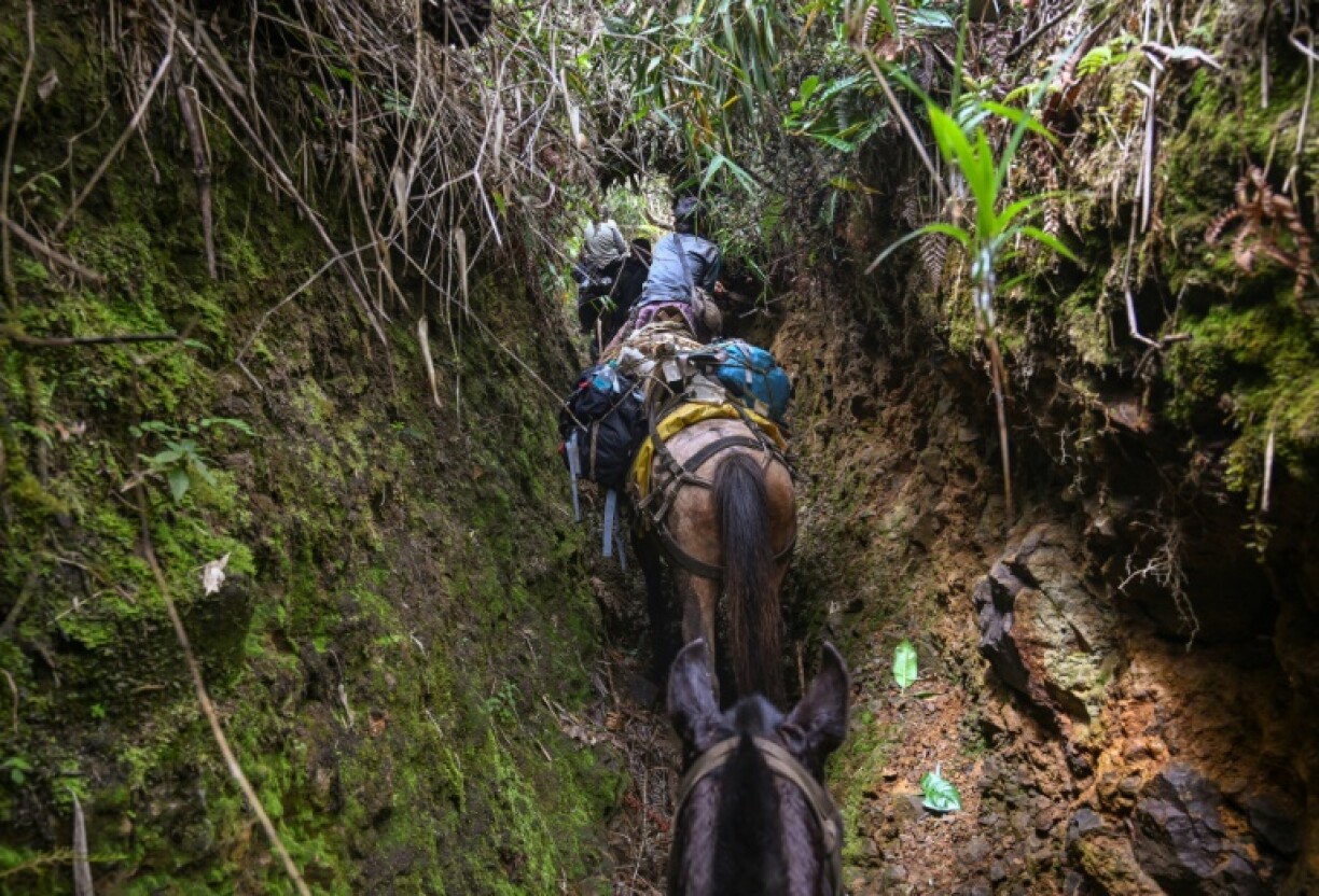 Experts with mules carrying equipment climb a mountain as they head to a gold mine they plan to shut down with explosives