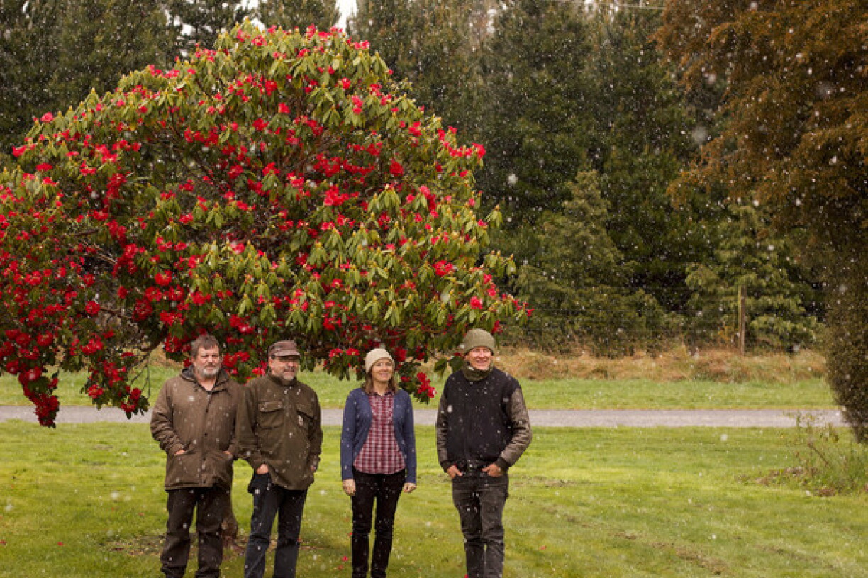 The Bats in 2018, Malcolm Grant, Robert Scott, Kaye Woodward and Paul Kean.