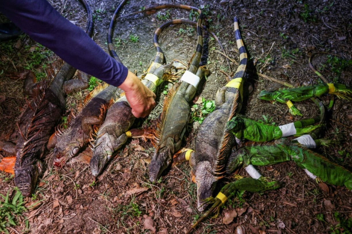 Captured iguanas laid out after a hunt in Pingtung