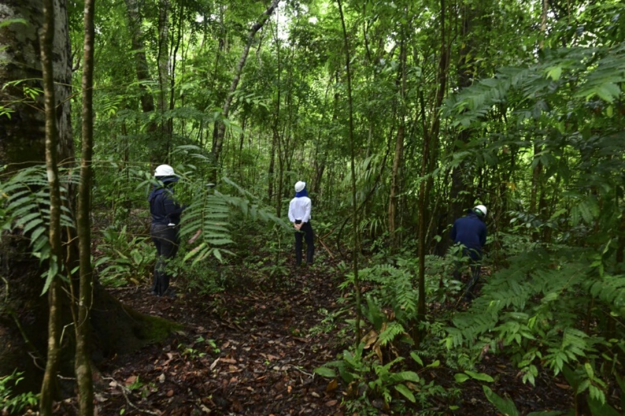 Investors visit untouched rainforest on a former cattle ranch purchased by Mombak in the Amazon region near Mae do Rio, Para State, Brazil