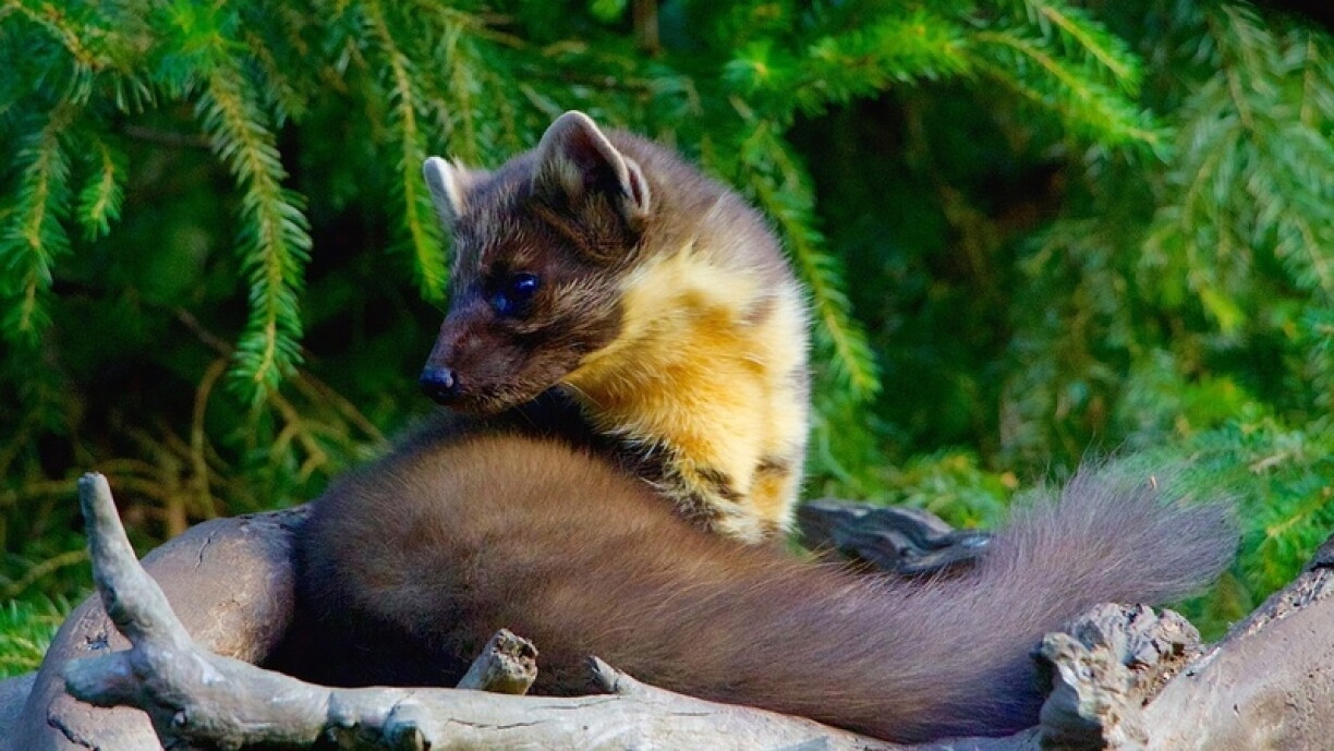 A pine marten was behind Sunday's widespread power outage in the City (but not this specific one, s/he's innocent).