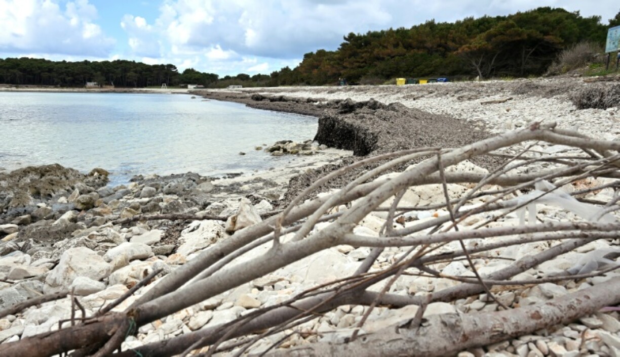 The removal of Posidonia or dark Mediterranean seagrass has caused problems with erosion