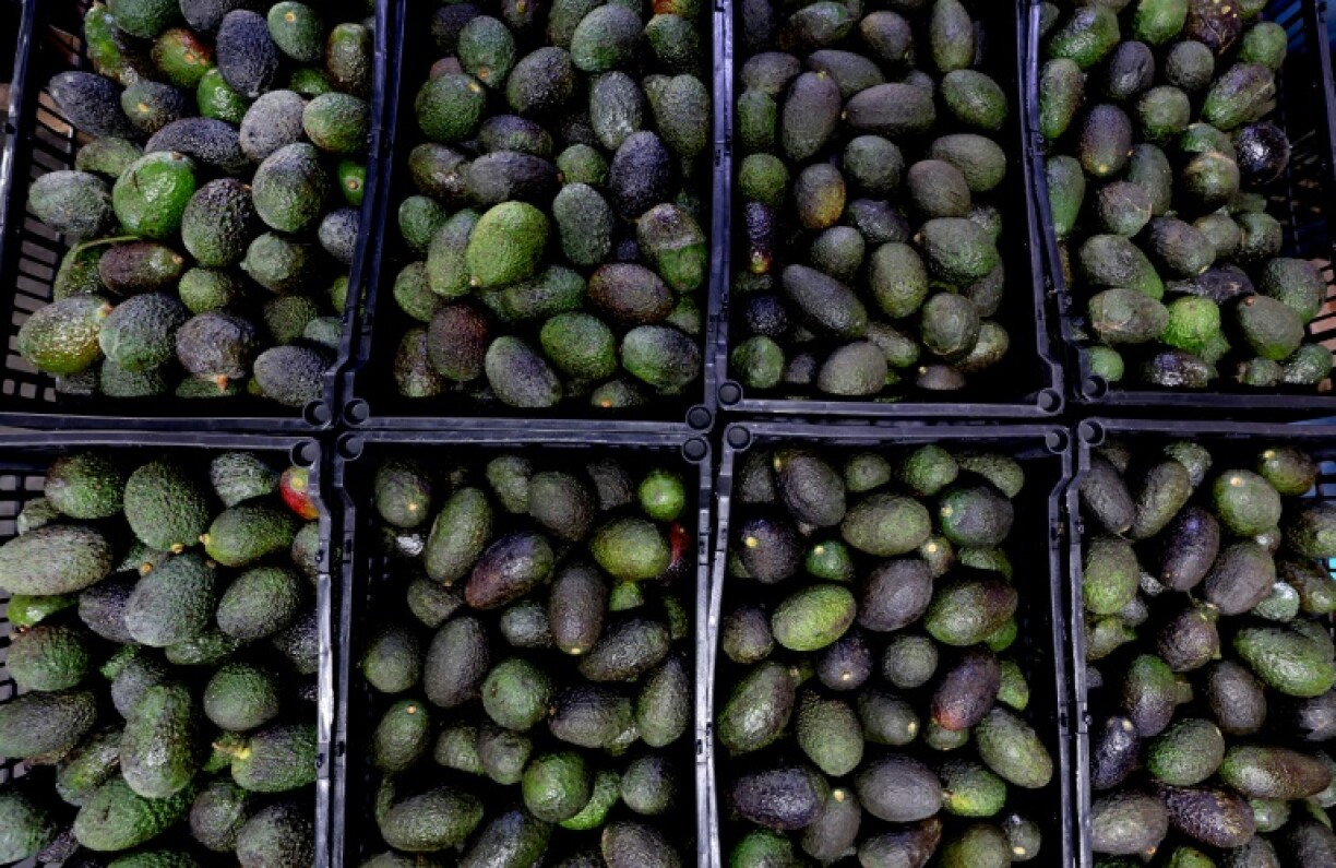 More than 80 percent of US avocados come from Mexico, according to government figures