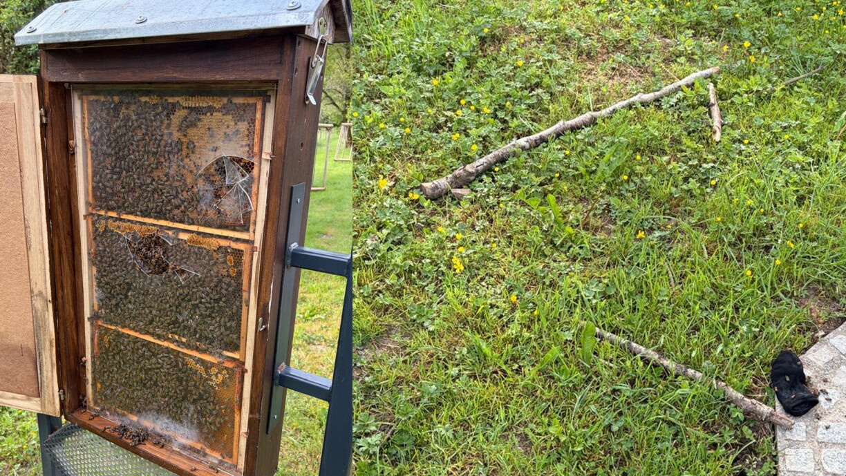 Une ruche d'observation a été endommagée le week-end dernier à Lenningen.