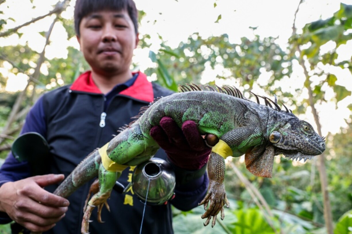 A hunter holds a captured iguana in Pingtung, Taiwan. The iguana population has exploded since the spikey-backed giant lizards were introduced from Central and South America more than 20 years ago as exotic pets
