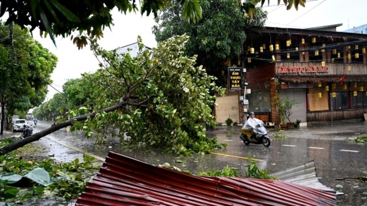Un arbre abattu par le passage du typhon Kajiki à Vinh, dans la province de Nghe An, le 26 août 2025 au Vietnam