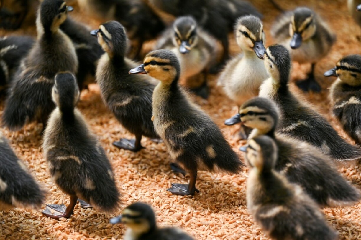 Ducklings are raised in a greenhouse before their release into rice paddies to eat bugs as an organic solution, at one of the farms of