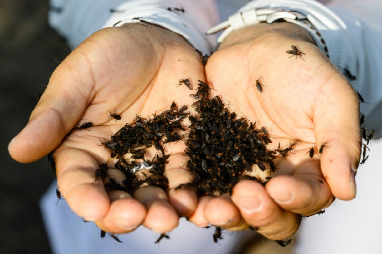 The swarms of lovebugs, which are harmless to humans, typically disappear naturally by early July