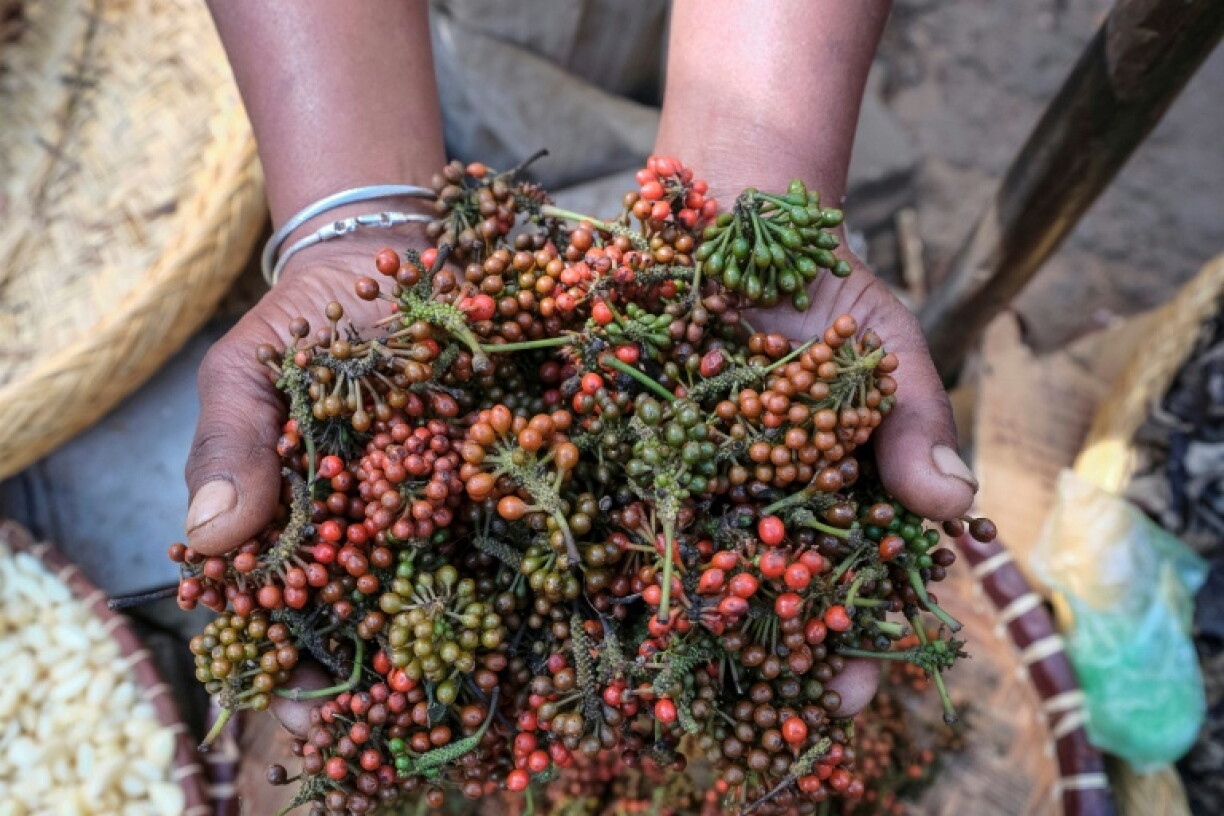 Madagascar's Voatsiperifery pepper is prized by international chefs