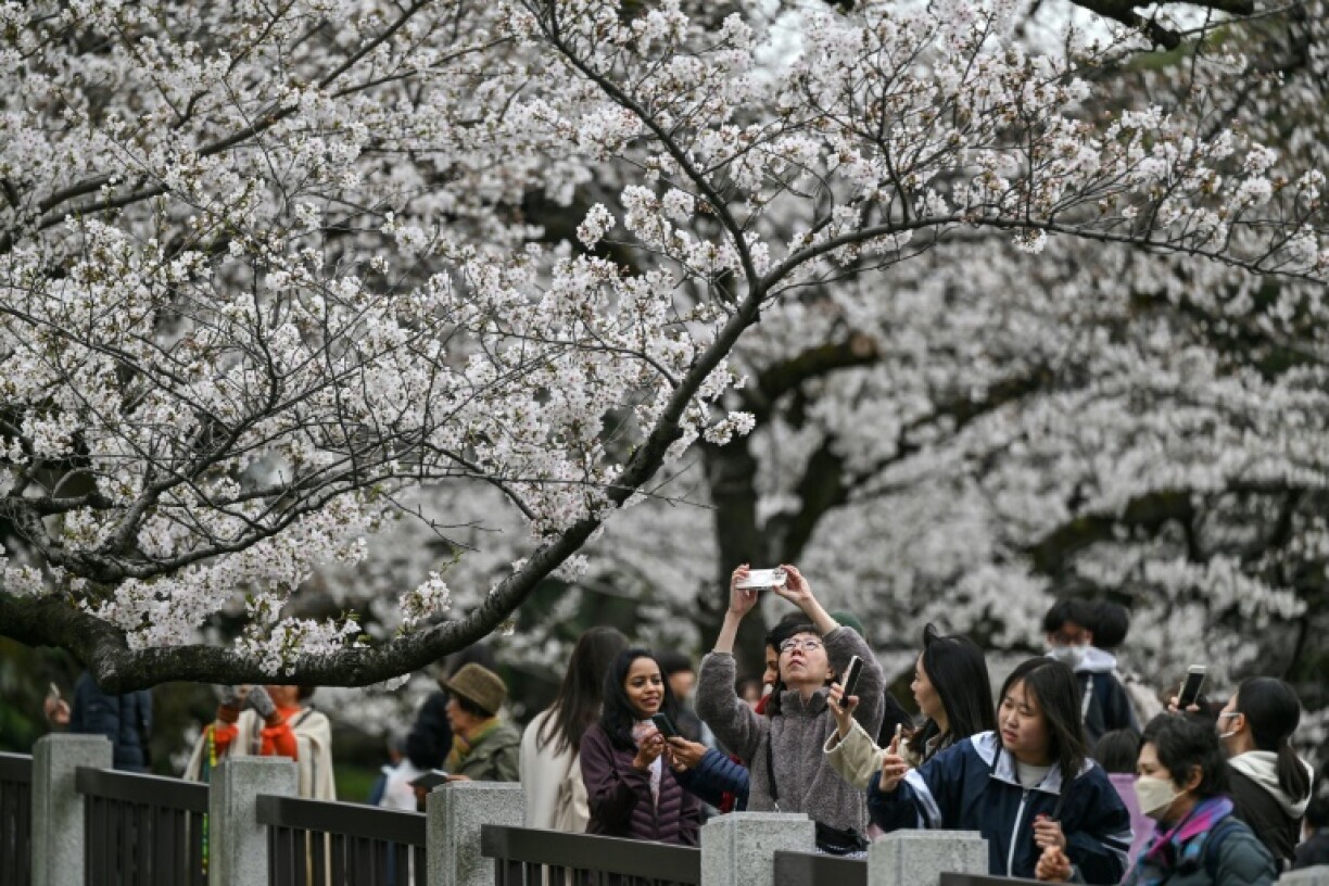 Crowds flock to Tokyo's top locations to take photos and hold picnics under the dark cherry tree branches bursting with pink and white flowers