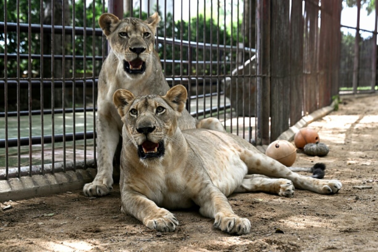 Thai authorities face difficult choices on enforcing regulations, as confiscated animals become their responsibility