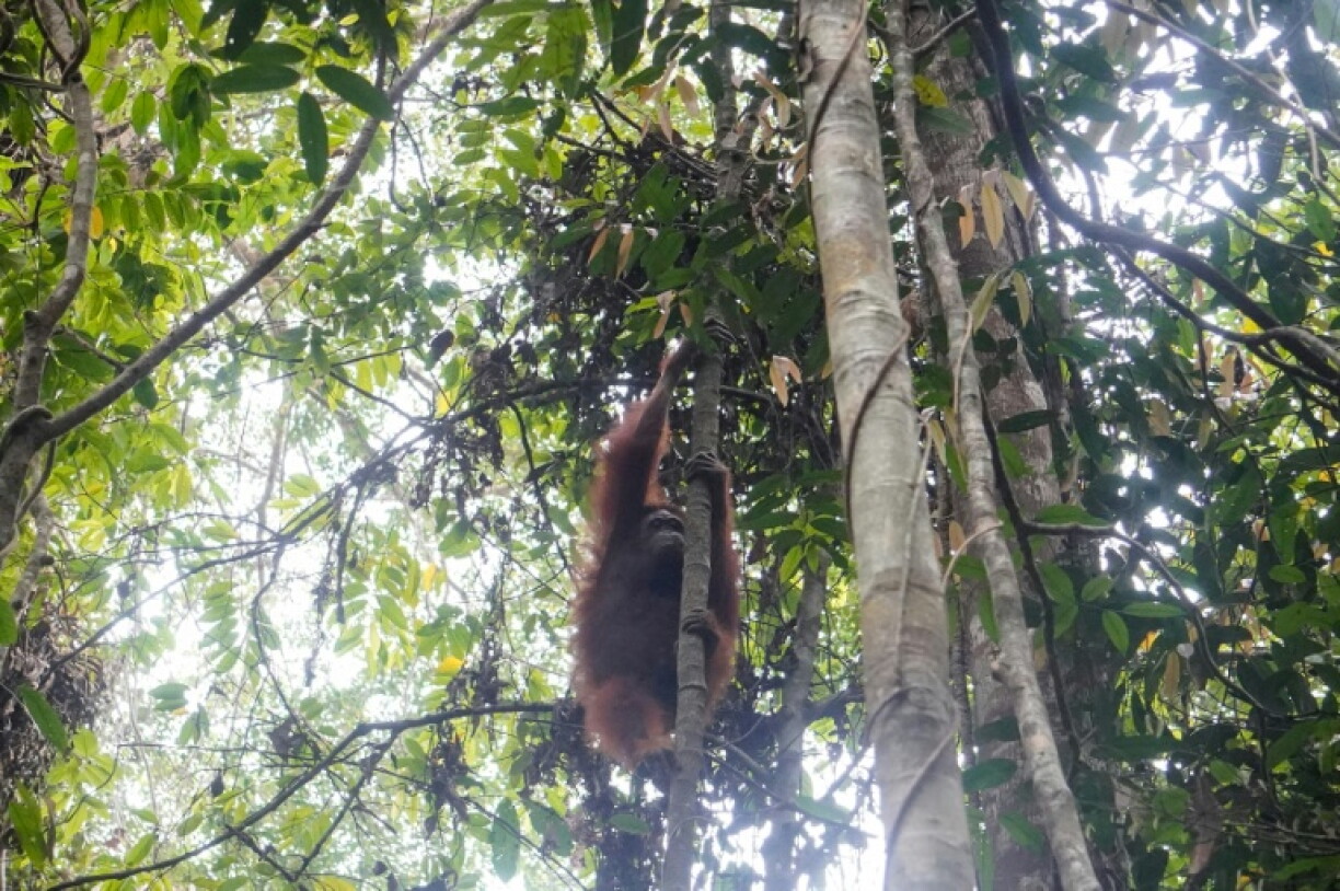 Nine orangutans were released in the Batu Nyambu Protected Forest, Ketapang Regency, after being nursed back to health following their rescue from forest fires