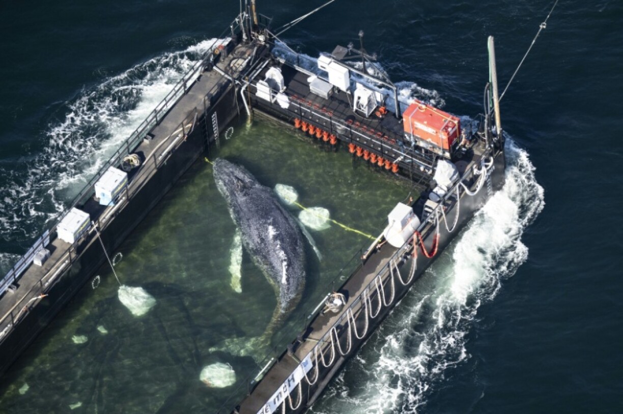 Vue aérienne, le 29 avril 2026, de la baleine à bosse secourue dans une barge spéciale le long de la côte danoise, en route vers la mer du Nord après s'être échouée sur un banc de sable près de Lübeck, en Allemagne, fin mars