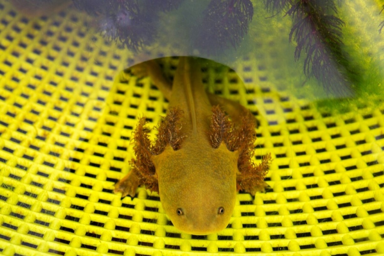 The achoque is known for its gills resembling a lion's mane and for its ability to regenerate body parts