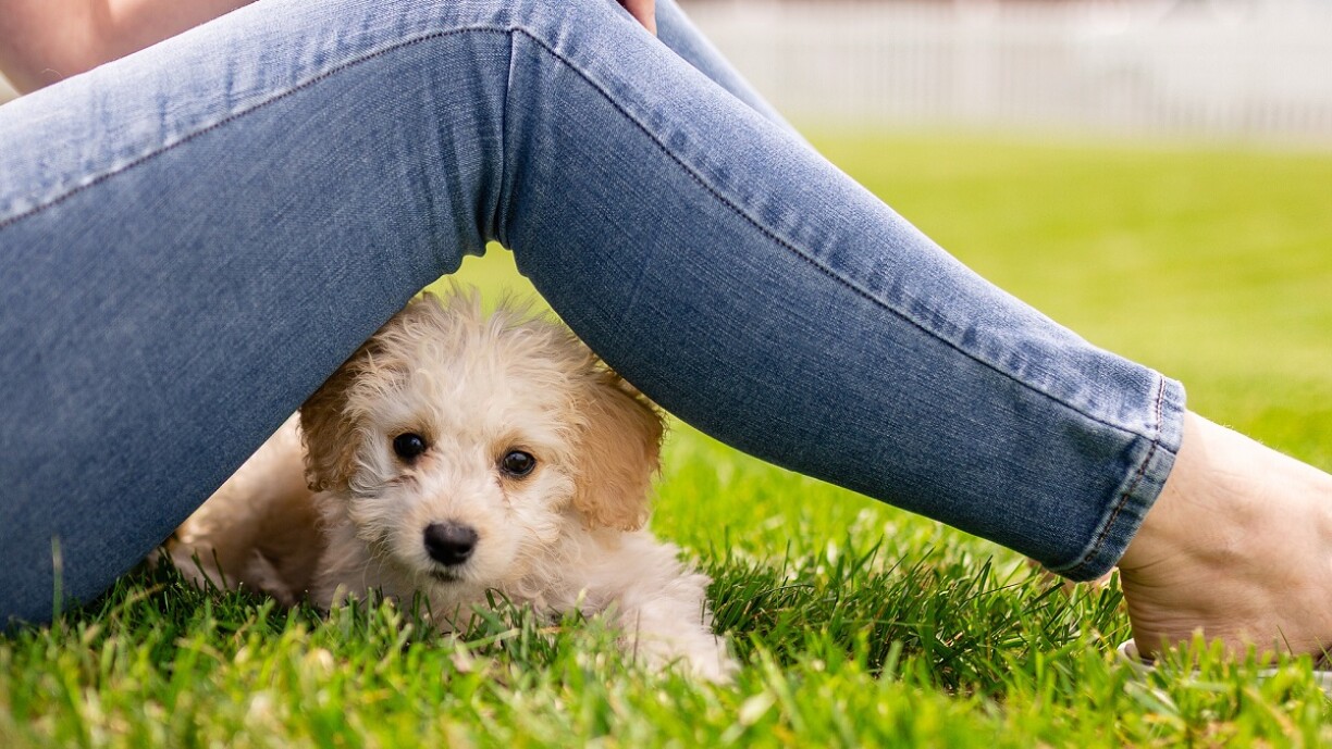 Non, la race d'un chien ne permet pas de prédire son caractère