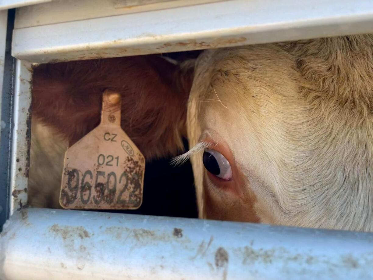 Déierentransport Grenz Bulgarien/Tierkei