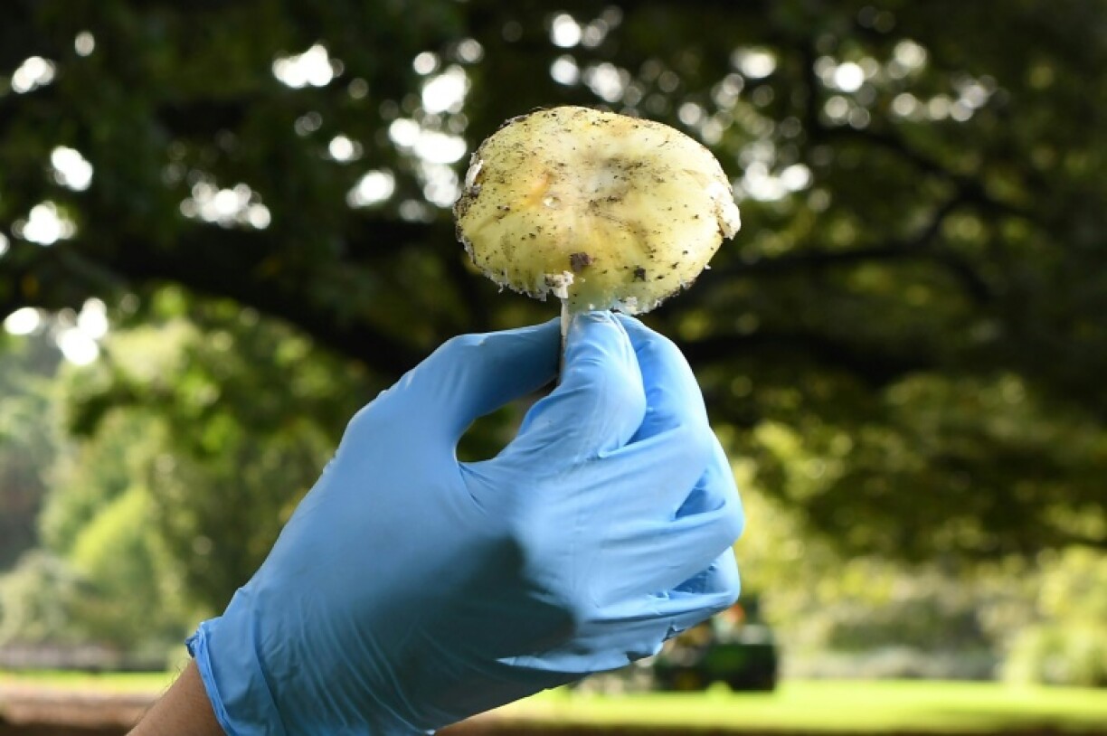 Death cap mushrooms are saturated with deadly chemicals known as amatoxins