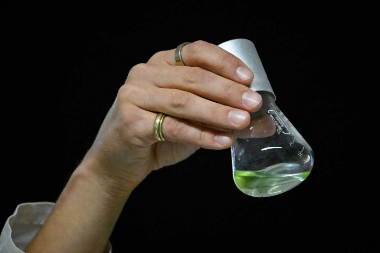 Green algae was key to the discovery