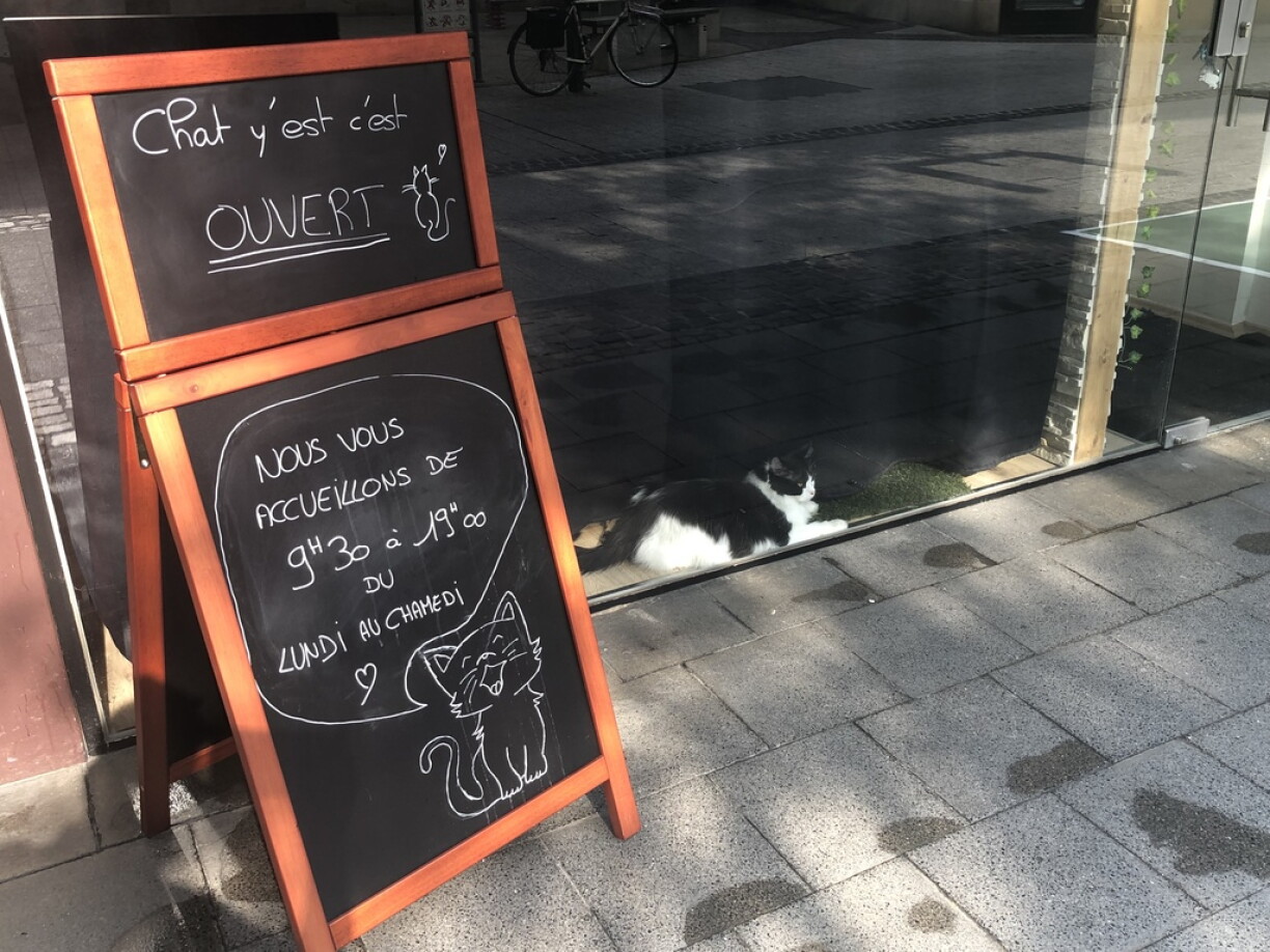 La pancarte que l'on retrouve devant le bar à chats