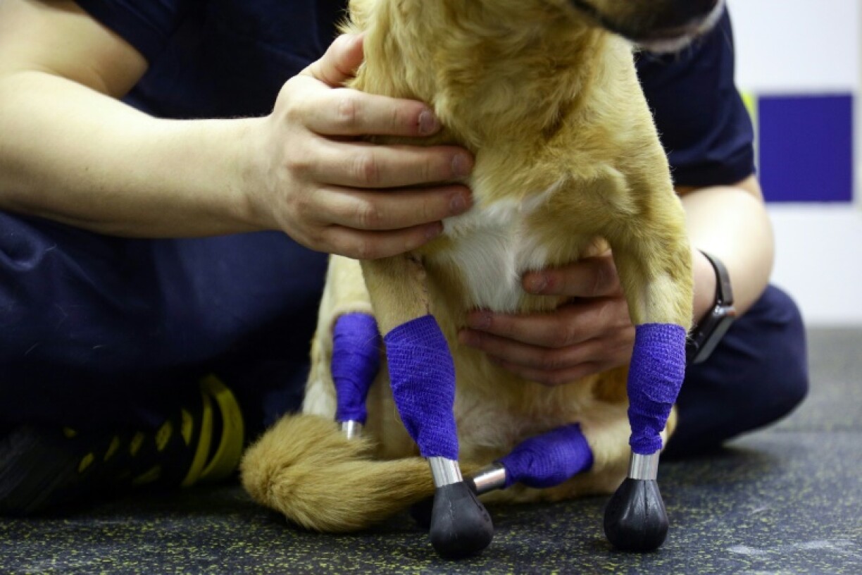 Le vétérinaire Sergei Gorshkov et la chienne Monika dans une clinique vétérinaire à Novossibirsk en Sibérie le 19 novembre 2021