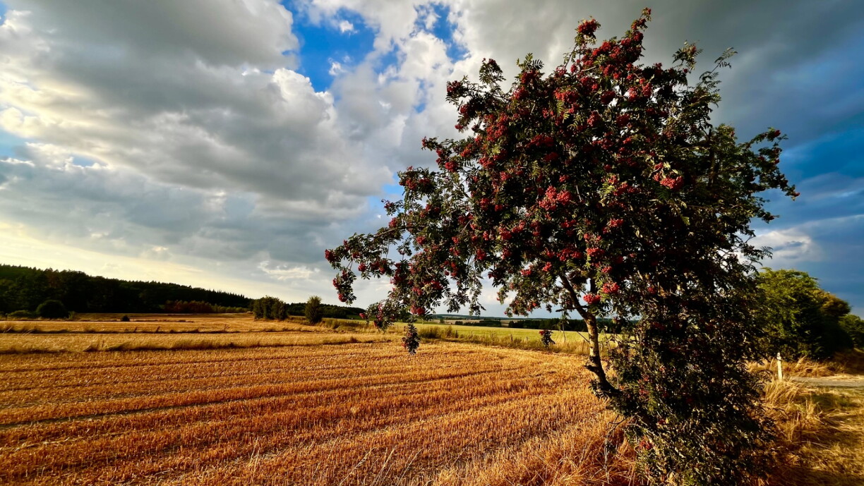 Drought in Oesling, 5 August 2026.