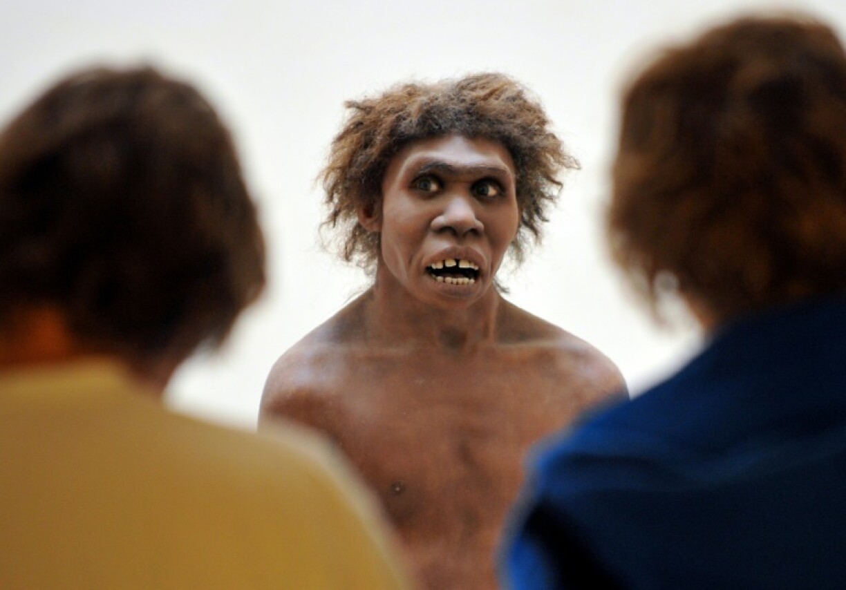 A figure of Homo erectus, whose ruggedness and capabilities may have been going underestimated