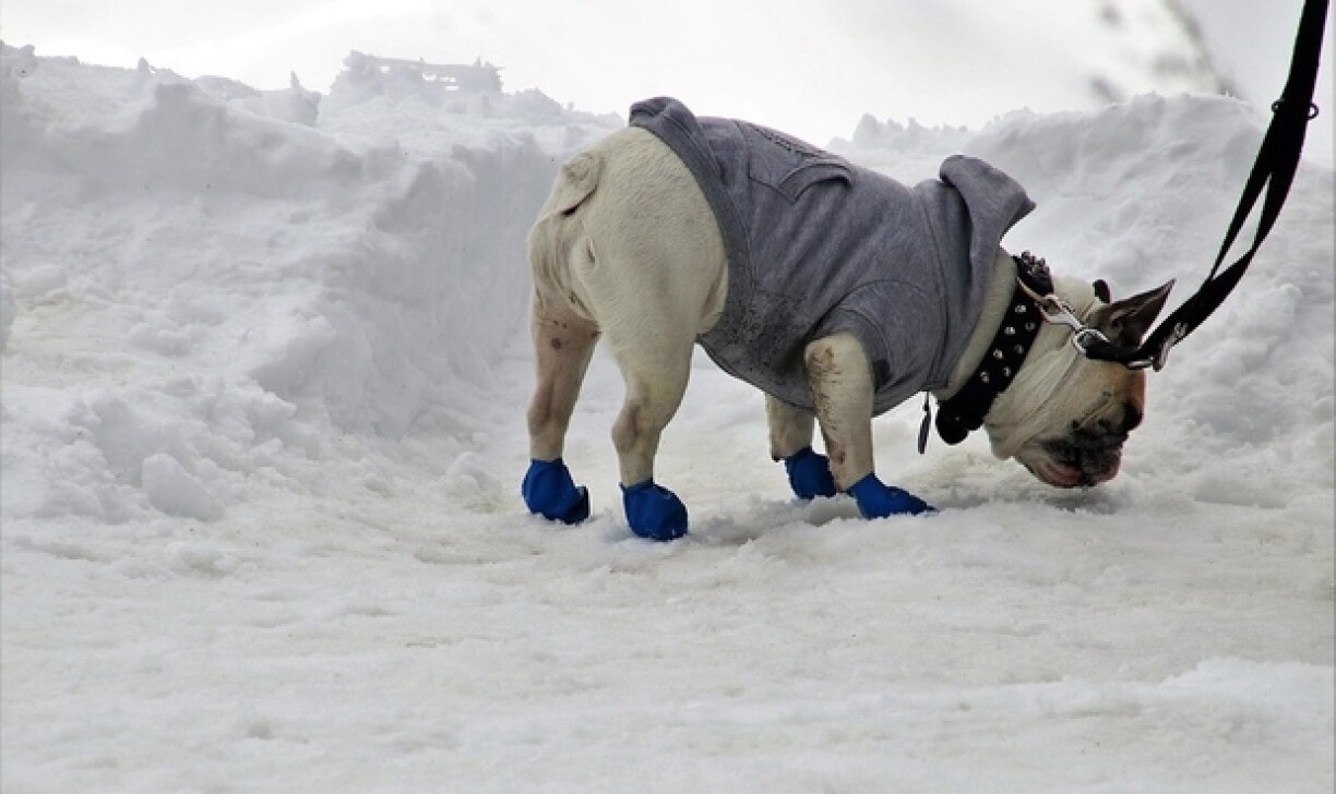 This is not the author's dog. If anything it's rather the exact canine opposite of a Greyhound.. but it is a dog, and it is wearing shoes.
