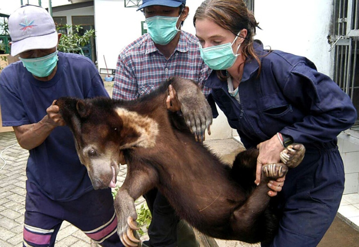 Un ours malais inconscient (Helarctos malayanus), Neli, 10 ans, au Wild Animal Rescue Center de Jakarta avant d'être relâché dans la jungle, 06 mars 2004