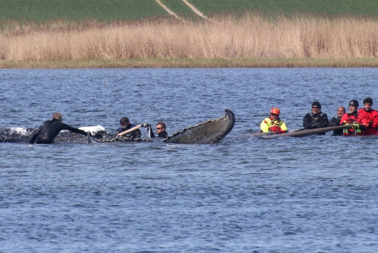 Des personnes se tiennent près d’une baleine à bosse échouée dans la baie de Wismarer Bucht, en mer Baltique, au large de l’île de Poel, dans le nord de l’Allemagne, près du village de Faehrdorf-Hof, le 28 avril 2026.
