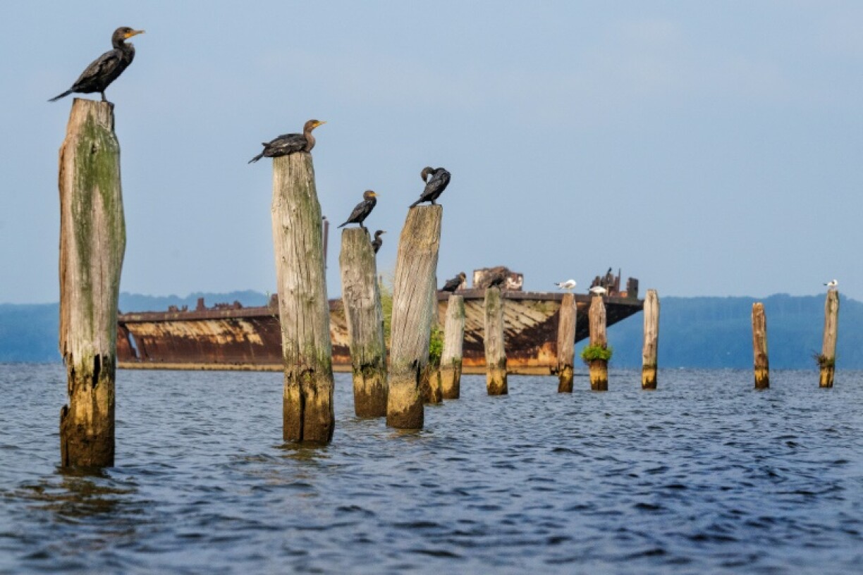 Double crested cormorants perch on pilings at the Mallows Bay Park in Maryland