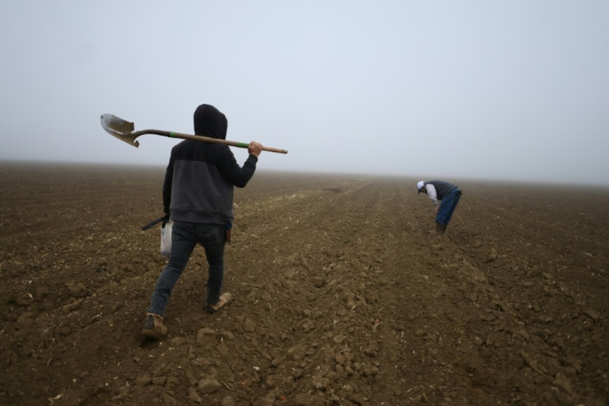 Around 2.4 million people work in farming in the United States, 44 percent of whom are undocumented, according to a survey by the US Department of Labor