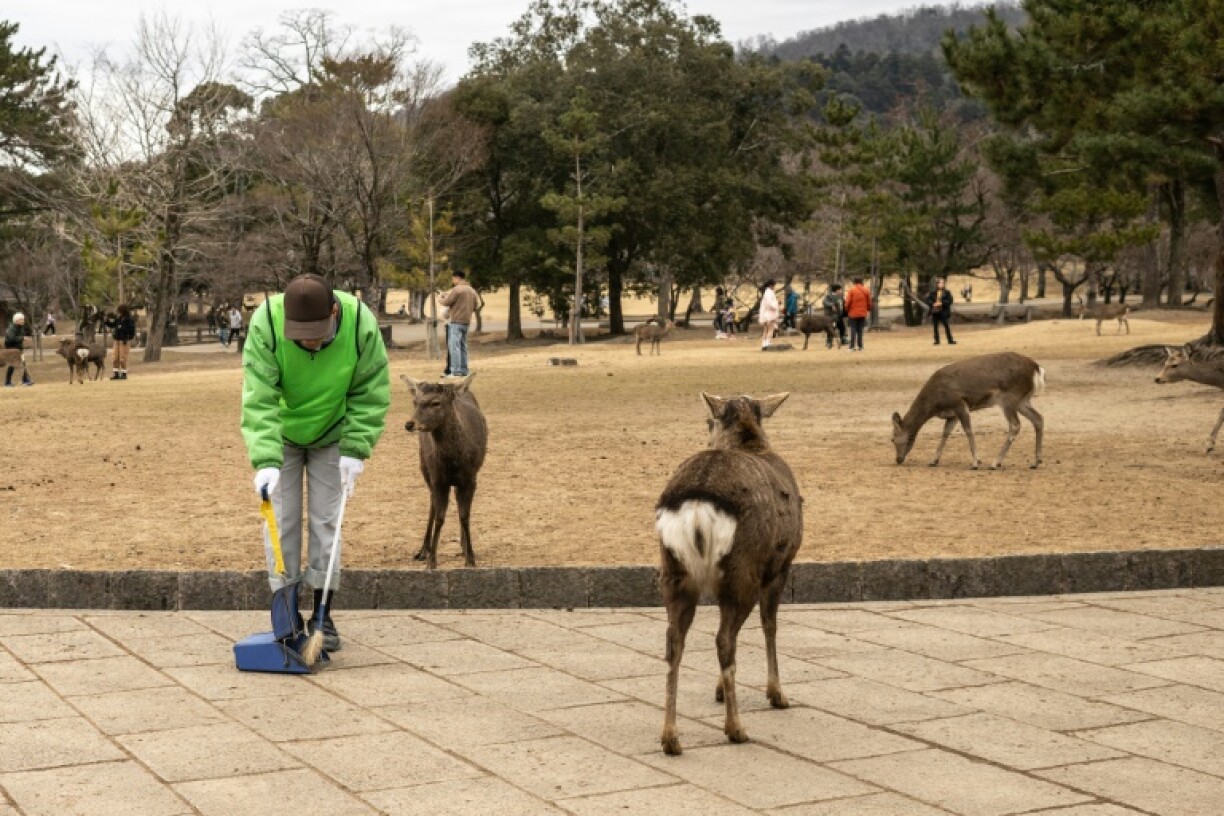 A team of litter-pickers patrols Nara Park, collecting plastic waste that threatens the deers' health