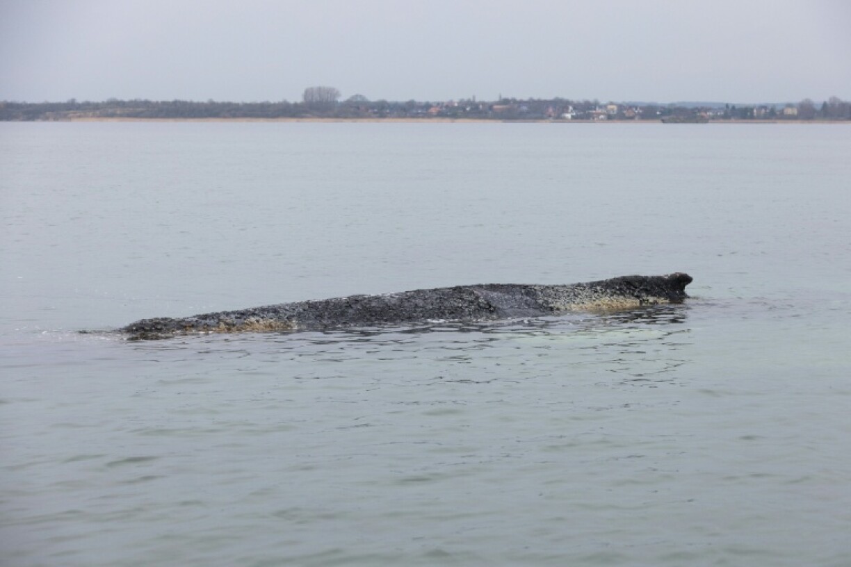 Die Sperrungen und Wachen rund um den vor der Ostseeküste Mecklenburg-Vorpommerns sterbenden Buckelwal werden aufrecht erhalten. Auch die Benetzung mit Wasser zum Kühlen werde fortgesetzt, erklärte Umweltminister Till Backhaus (SPD).