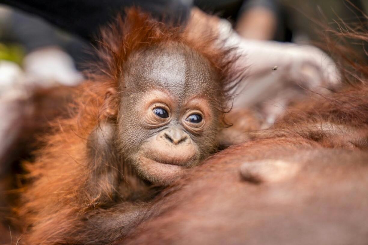 A baby orangutan and mother being evacuated