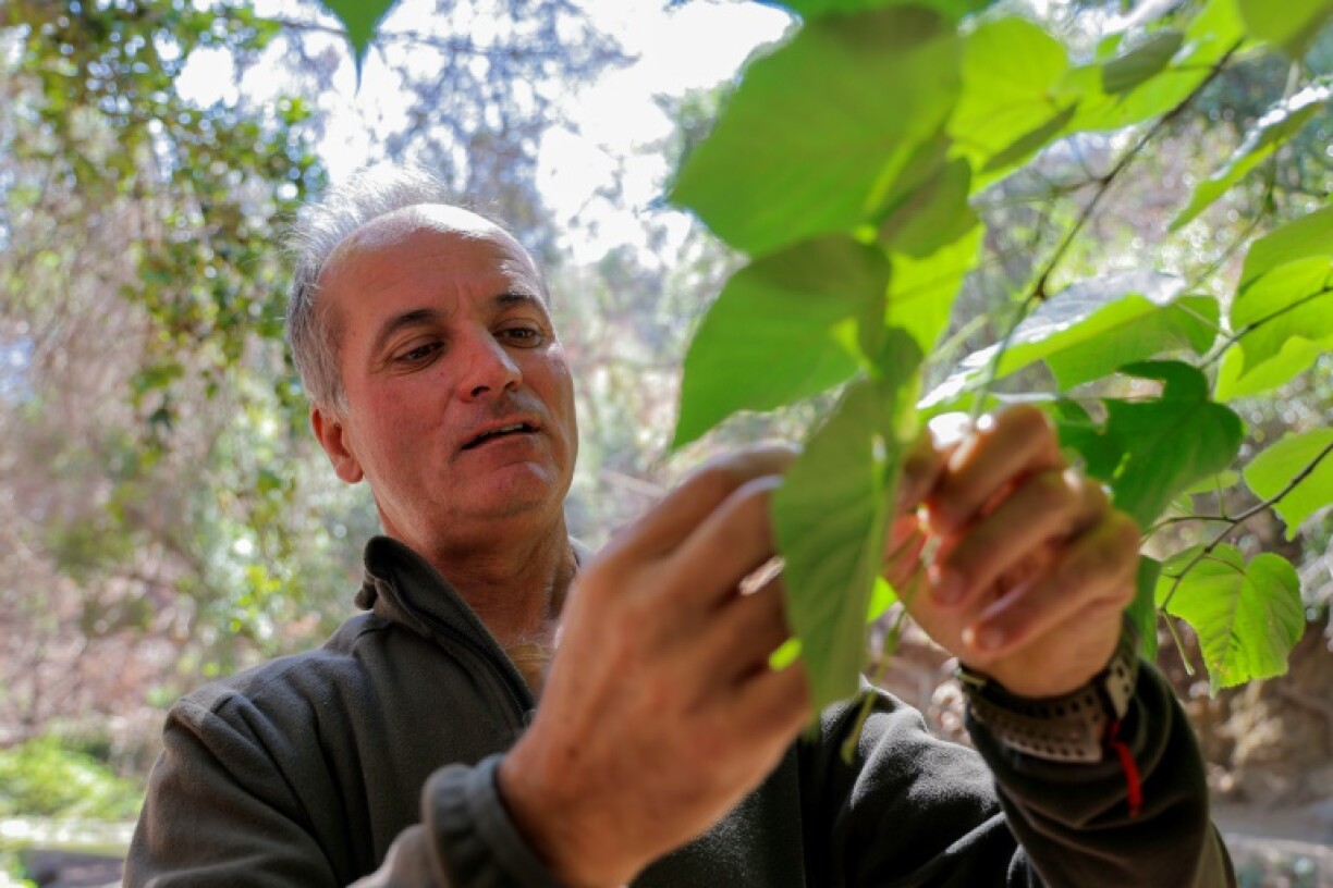 Park director Alejandro Peirano thinks it is only a matter of time before there is another fire