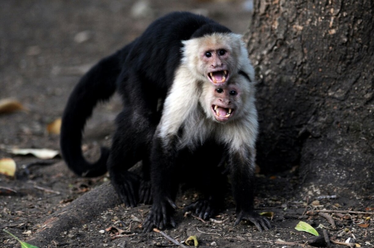 White-headed capuchin monkeys, pictured in Costa Rica, can get caught up in fads like humans, it seems