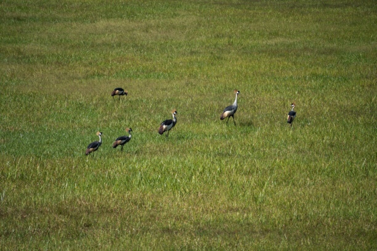 Grey crowned cranes are critical to the Great Lakes ecosystem