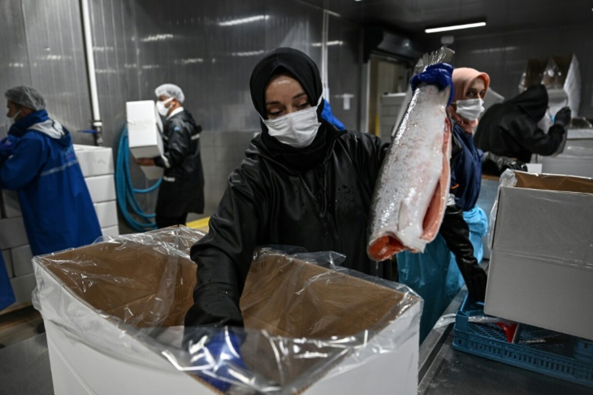Trout processing in Trabzon, on the Black Sea Coast, where the industry is surging thanks to export demand